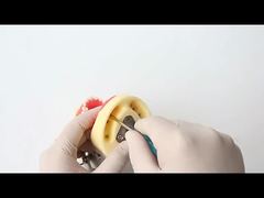 दंत अध्ययन दांत मॉडल दंत विद्यालय 28pcs दांत पेंच के साथ दंत बहाली जबड़ा मॉडल आपके लिए