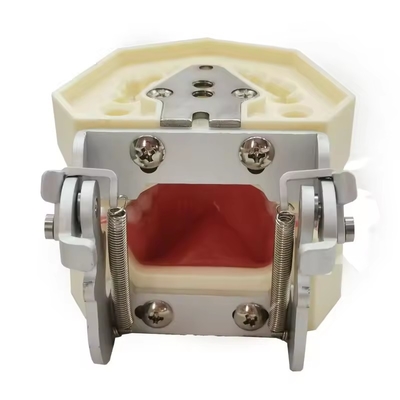 डेंटल स्टडी टीथ मॉडल डेंटल स्कूल 28pcs दांतों के साथ पेंच डेंटल रेस्टोरेशन जबड़े मॉडल