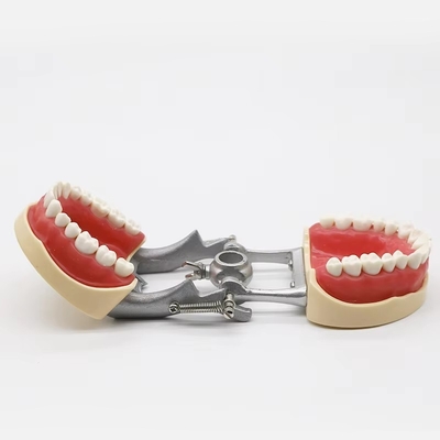 Standard Model Teeth Practice Dental Student Acrylic Resin Dental Typodonts With DP Articulator
