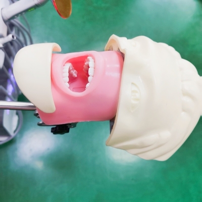 व्यावसायिक दंत चिकित्सक छात्र अनुकरणक प्रशिक्षण मॉडल चिकित्सा विज्ञान दंत फैंटम हेड मॉडल