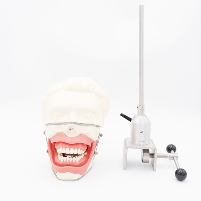 मौखिक एनेस्थीसिया प्रशिक्षण मॉडल यथार्थवादी मसूड़े जबड़े सिमुलेशन इंजेक्शन अभ्यास दंत चालन एनेस्थीसिया मॉडल