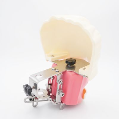 उन्नत मौखिक फैंटम हेड डेंटल शिक्षण हेड मॉडल डेंटल स्कूल डेस्कटॉप अभ्यास डेंटल प्रशिक्षण सिम्युलेटर